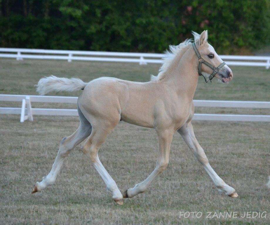 Welsh Cob (sec D) MELANDERS WILL TURNER *Avlshingst* - Kårings weekend 2014, 5 ugers gammel billede 12