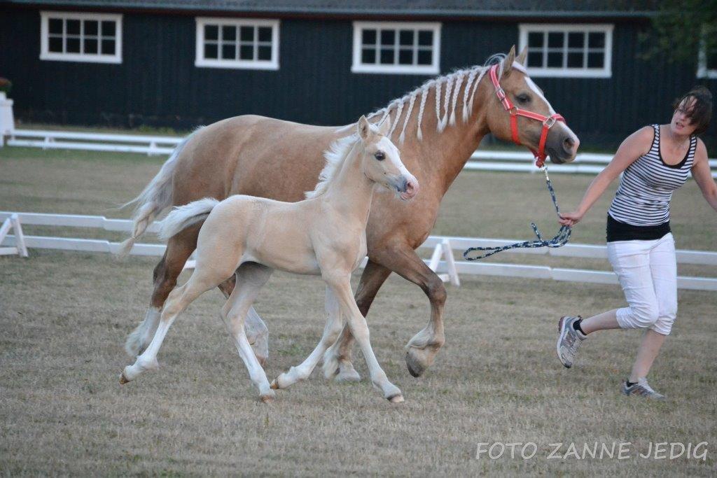 Welsh Cob (sec D) MELANDERS WILL TURNER *Avlshingst* - Kårings weekend 2014, 5 uger gammel billede 13