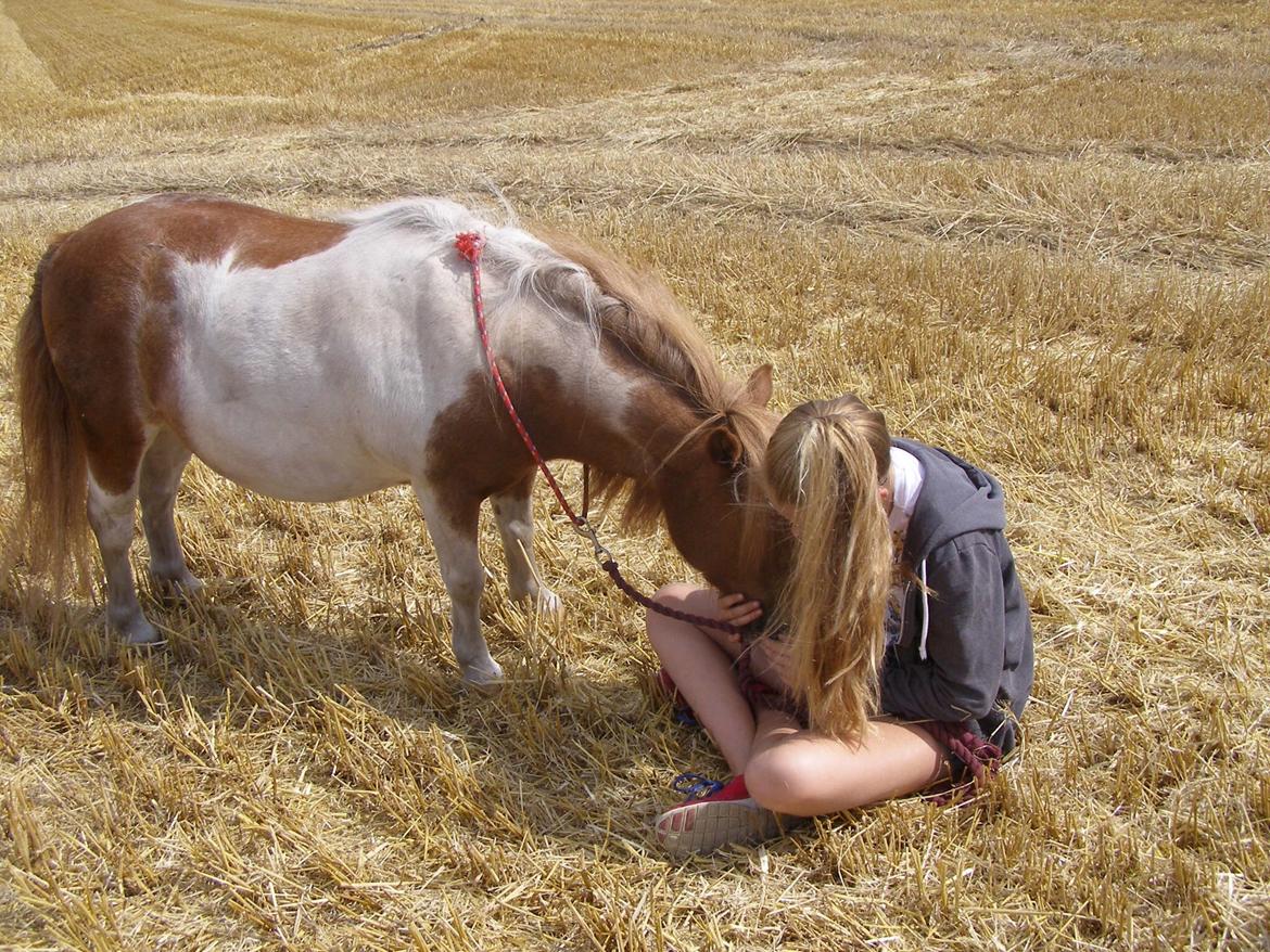 Shetlænder New Ton - Sommer 2014 billede 8