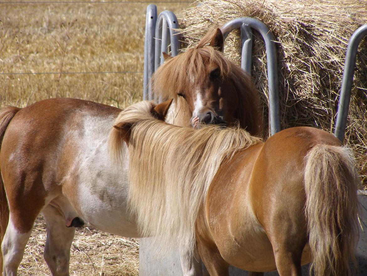 Shetlænder New Ton - Sommer 2014 billede 9