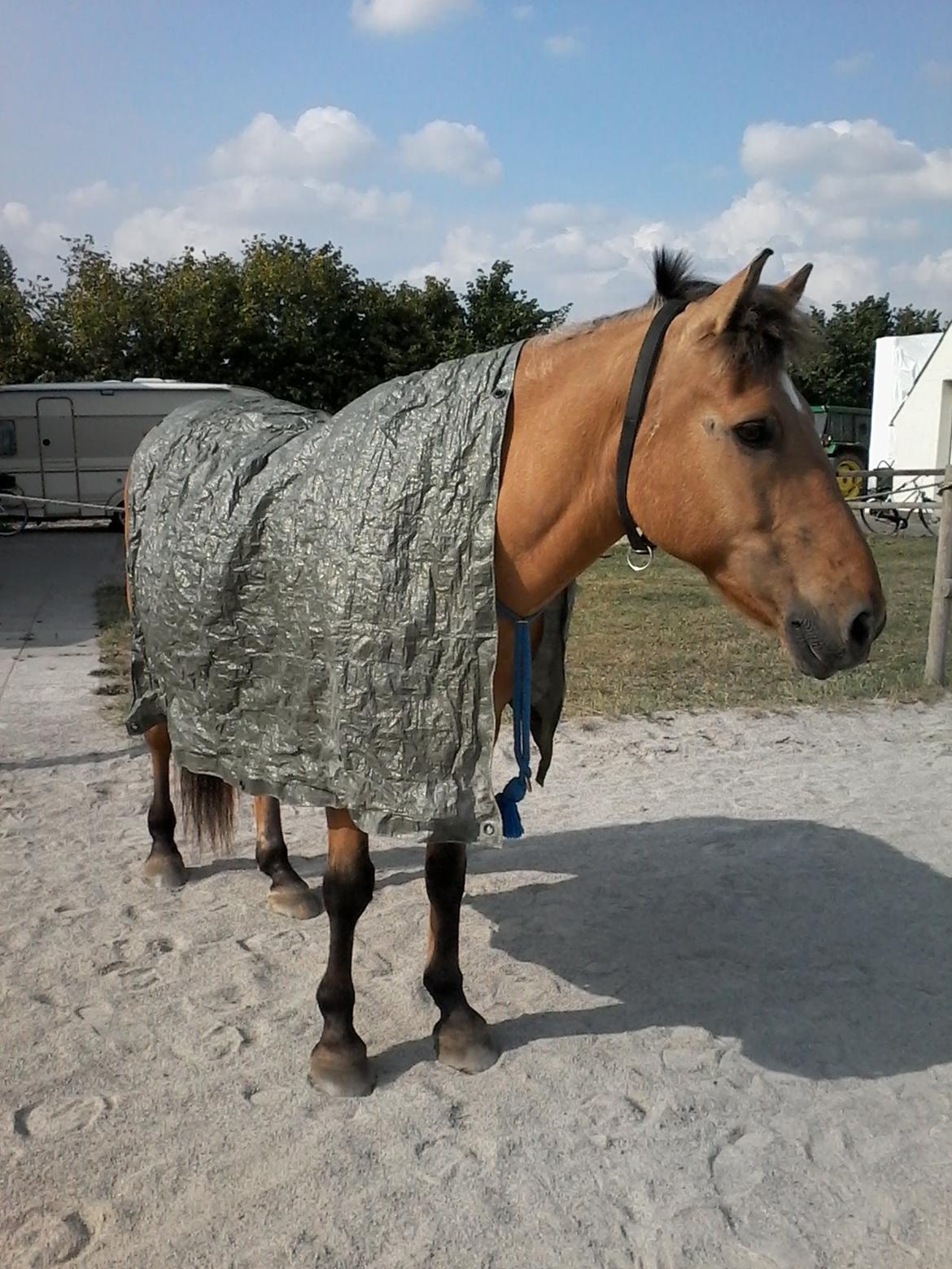 Anden særlig race Lukas billede 16