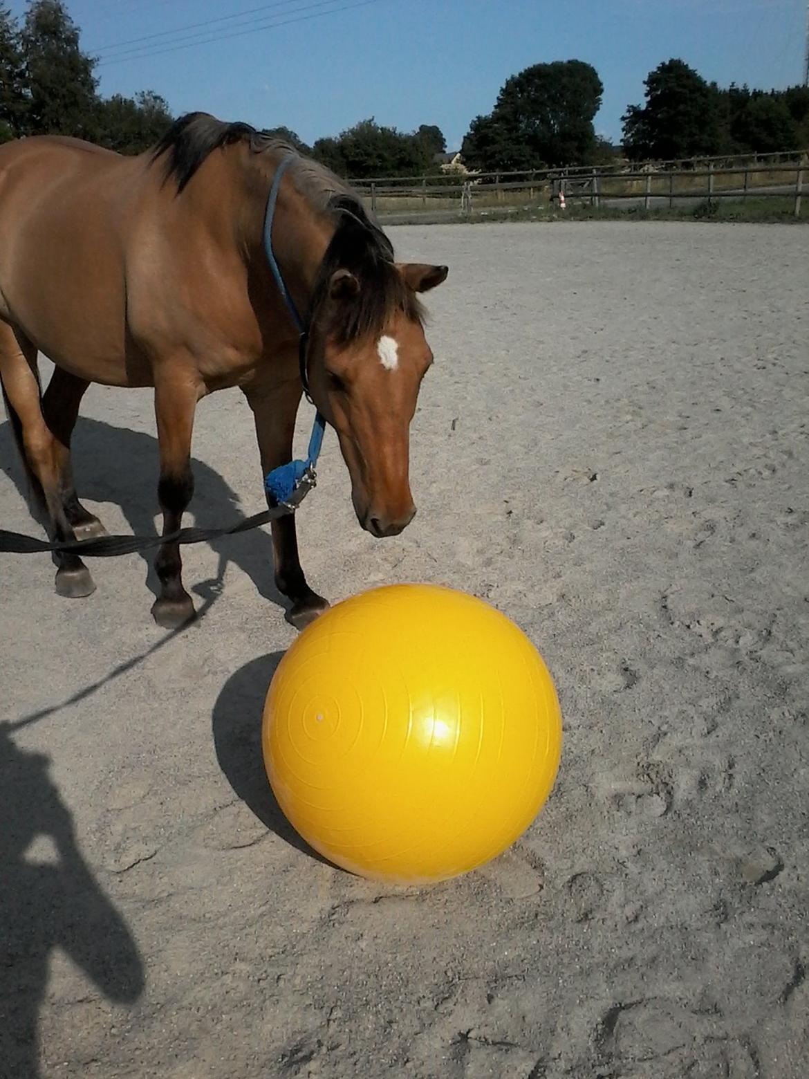 Anden særlig race Lukas billede 17