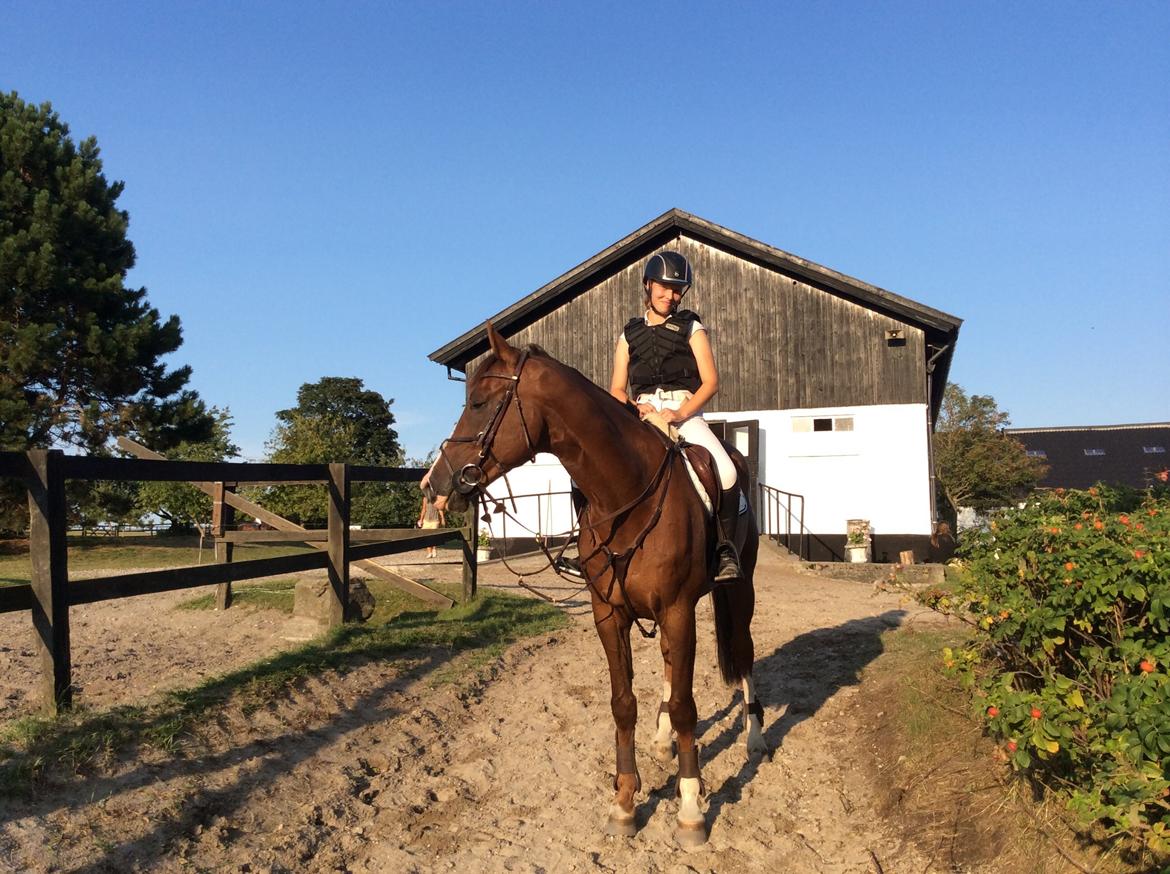 Dansk Varmblod Hyggebo's Fuego billede 28