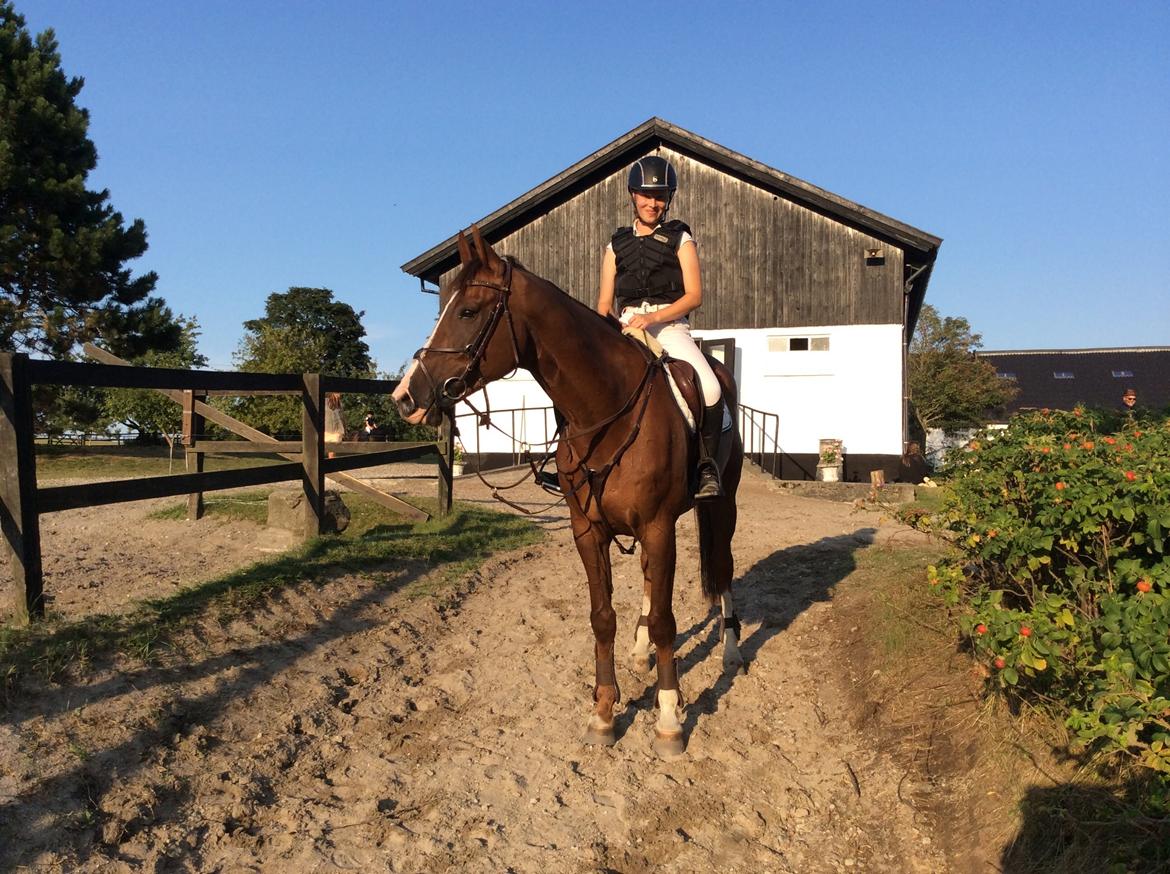 Dansk Varmblod Hyggebo's Fuego billede 30