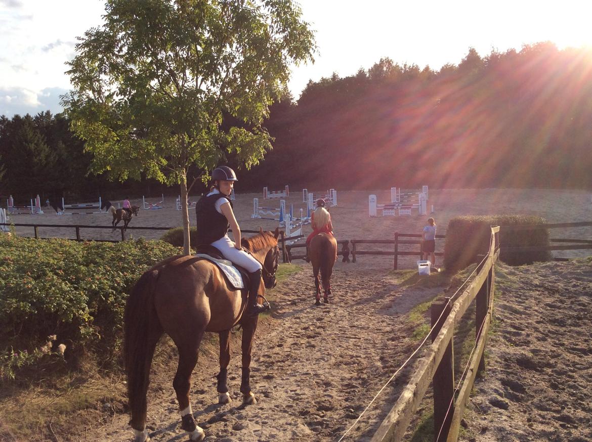 Dansk Varmblod Hyggebo's Fuego billede 31