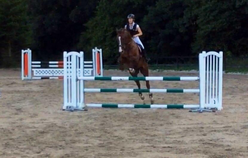 Dansk Varmblod Hyggebo's Fuego billede 29