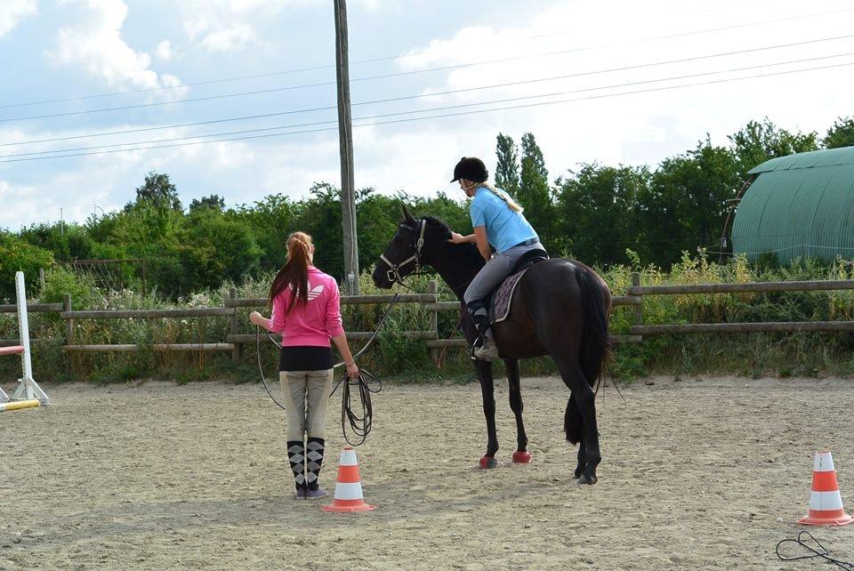 Dansk Varmblod Alphabeat - 31/7 2014. Alba i tilridning :) billede 36