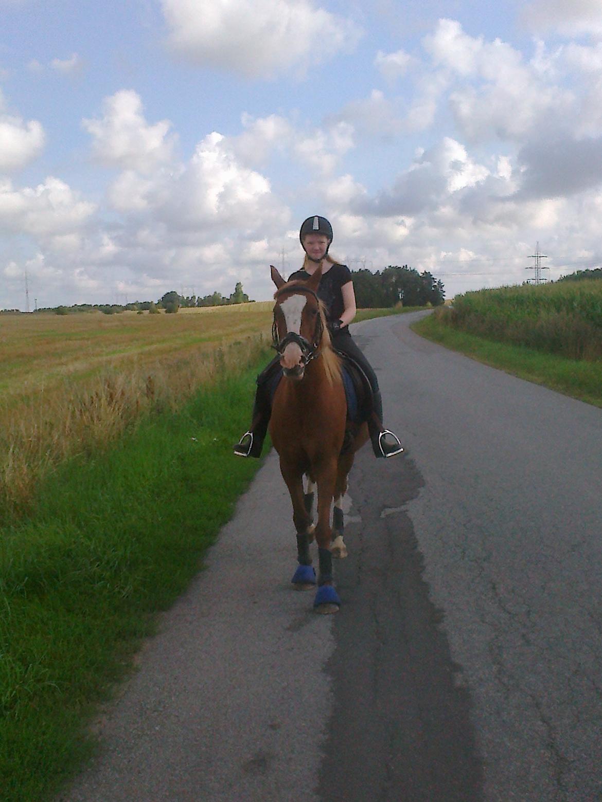 Hollandsk Sportspony Elvira billede 7