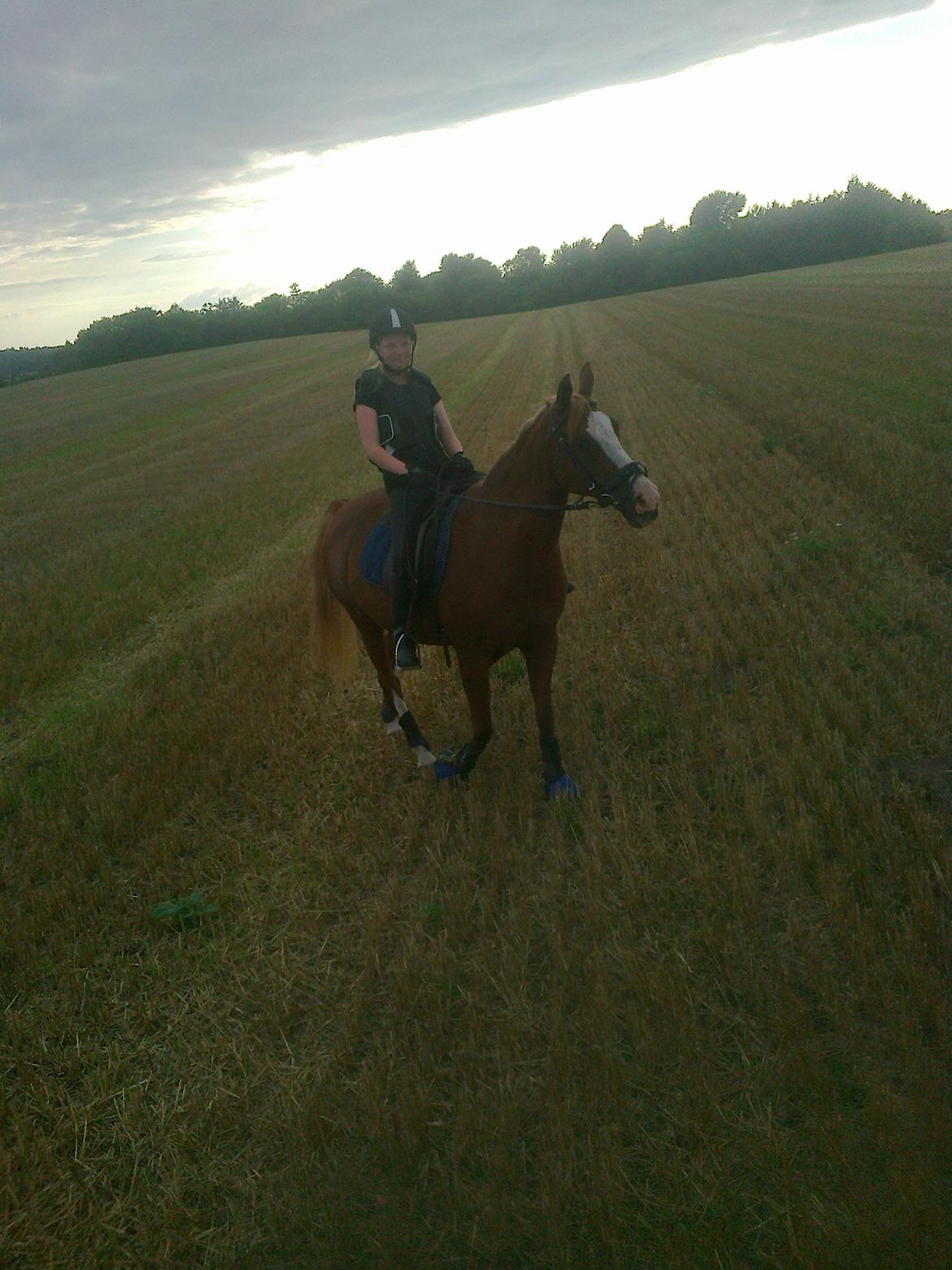 Hollandsk Sportspony Elvira billede 8