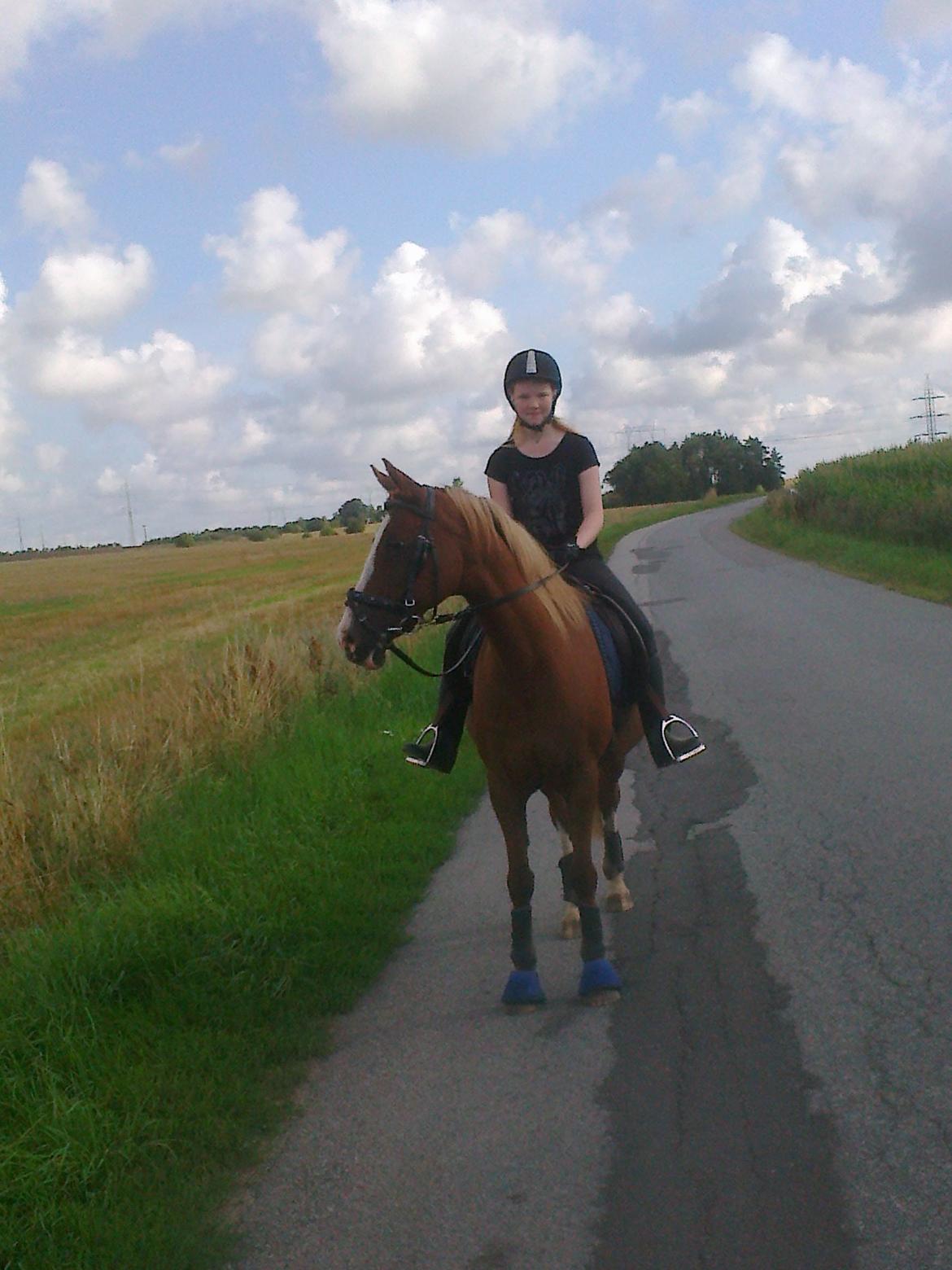 Hollandsk Sportspony Elvira billede 1