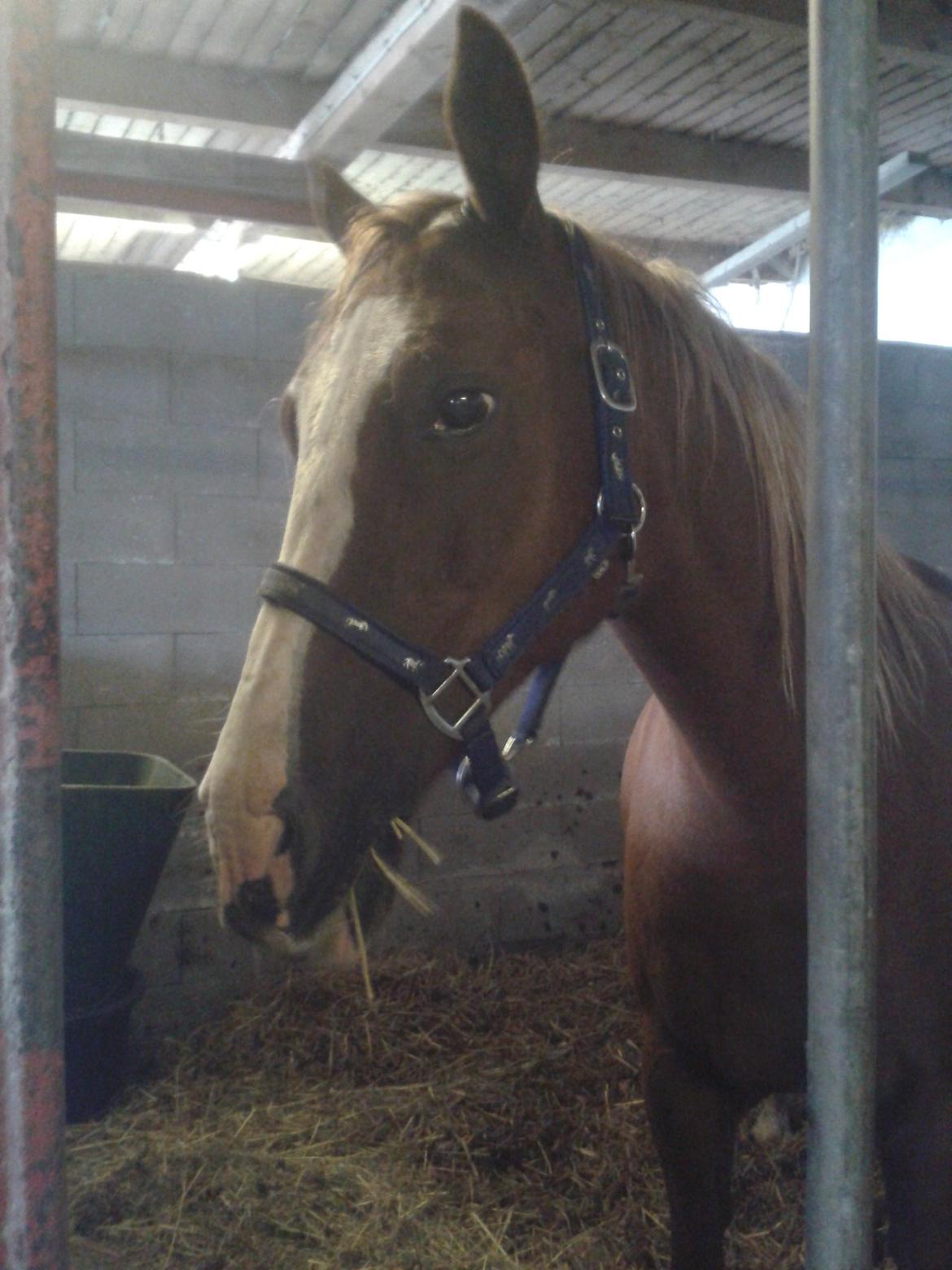 Hollandsk Sportspony Elvira billede 10