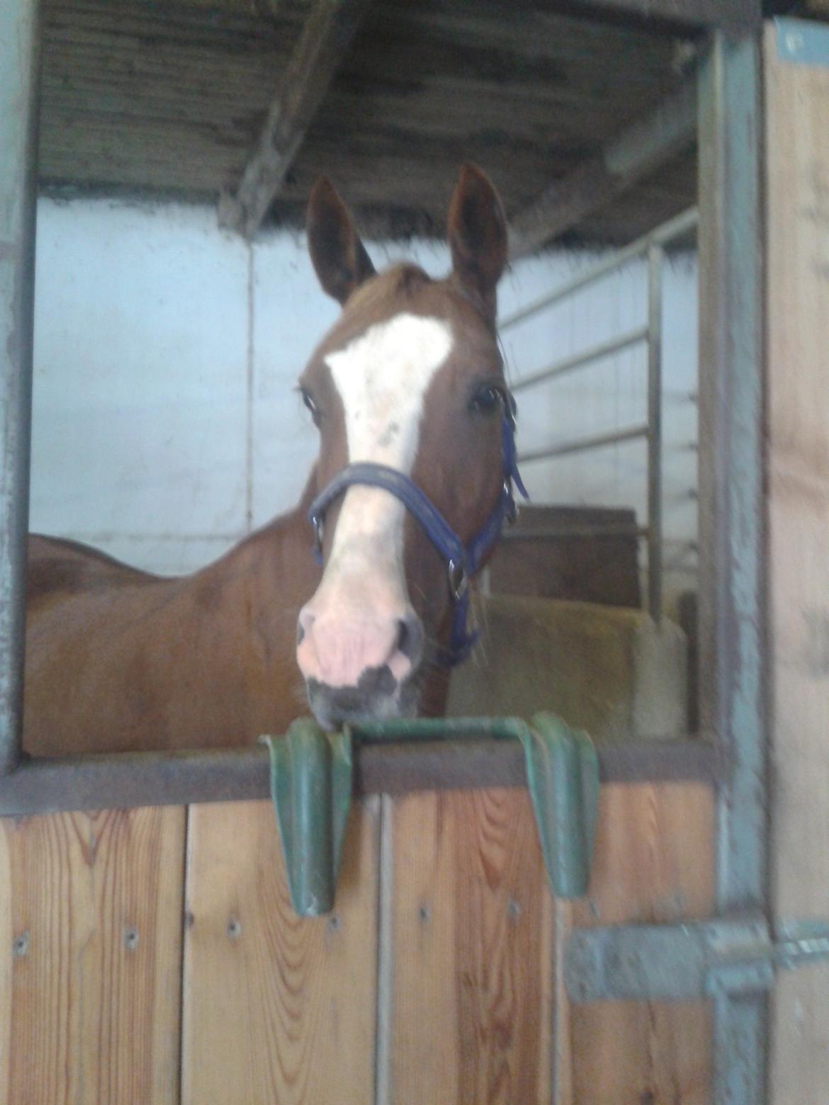 Hollandsk Sportspony Elvira billede 11