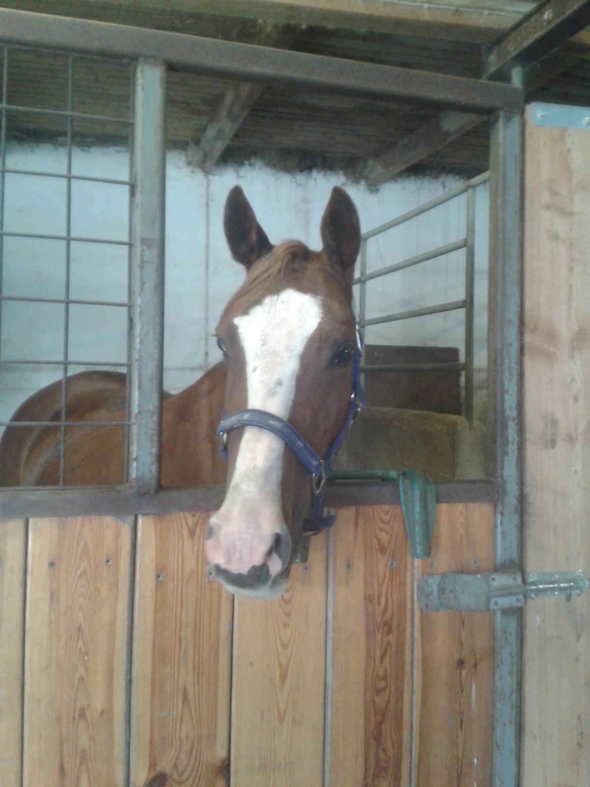 Hollandsk Sportspony Elvira billede 13