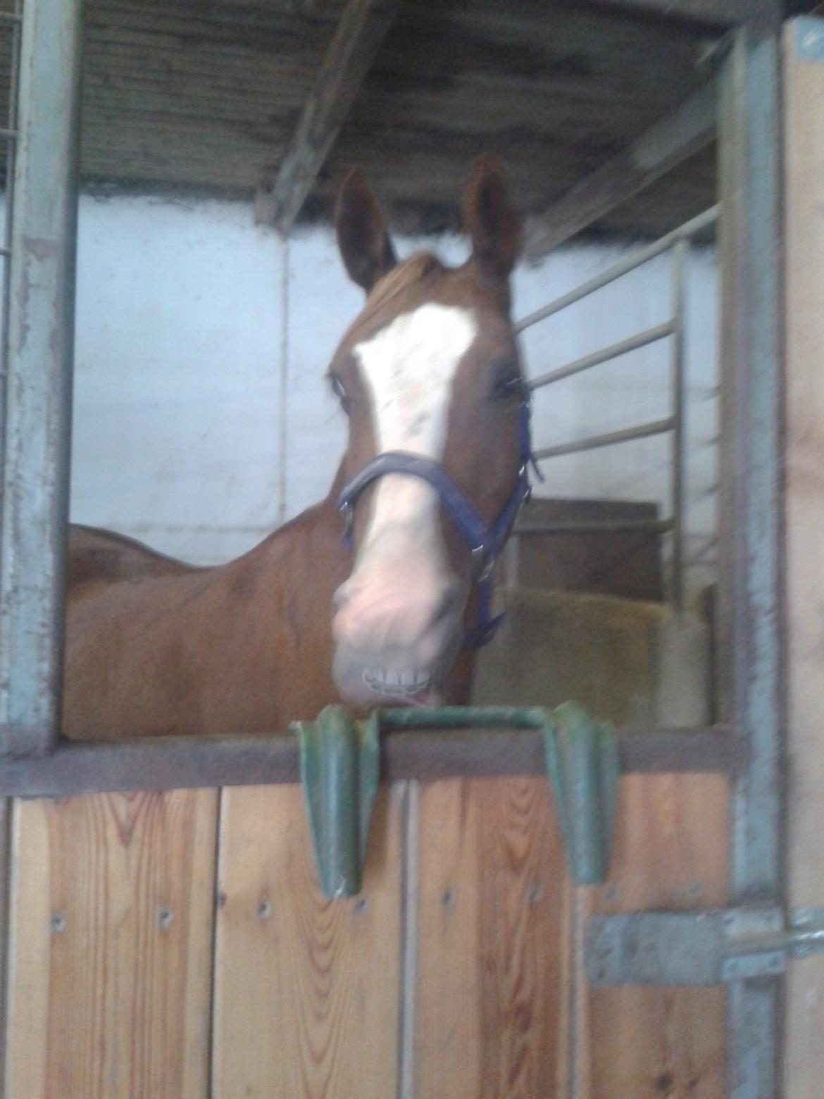 Hollandsk Sportspony Elvira billede 12