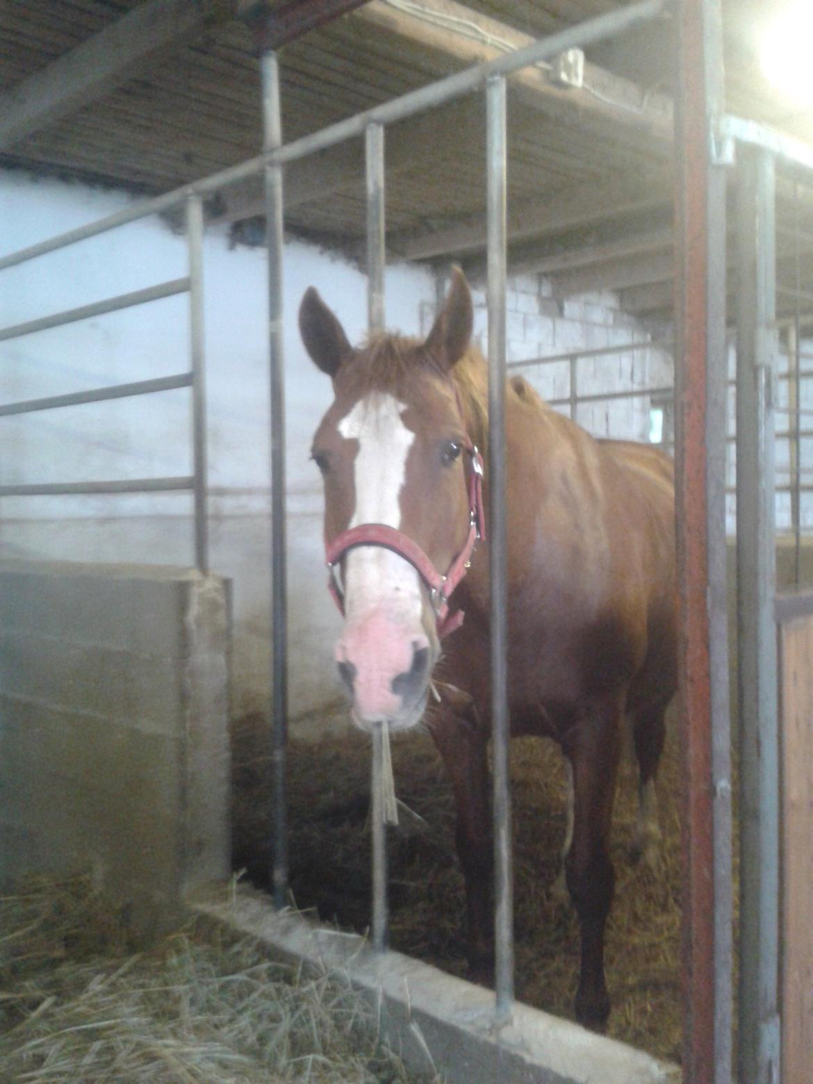 Frederiksborg Locky Classic billede 17