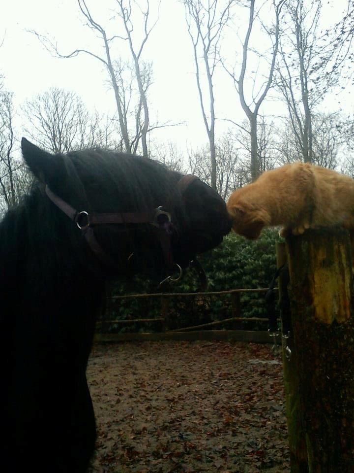 Fell pony Lunesdale Battle Cry (Hr. skæg) billede 14