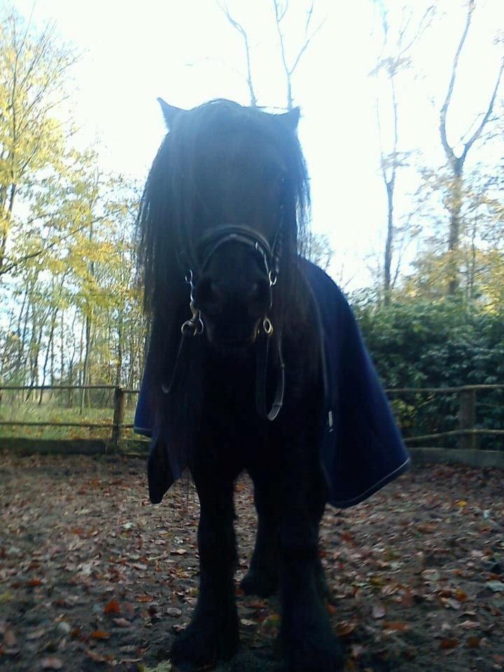 Fell pony Lunesdale Battle Cry (Hr. skæg) billede 15