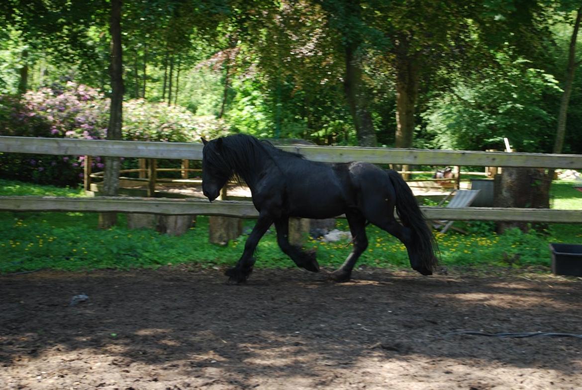 Fell pony Lunesdale Battle Cry (Hr. skæg) - Billede låmt af Iben billede 17