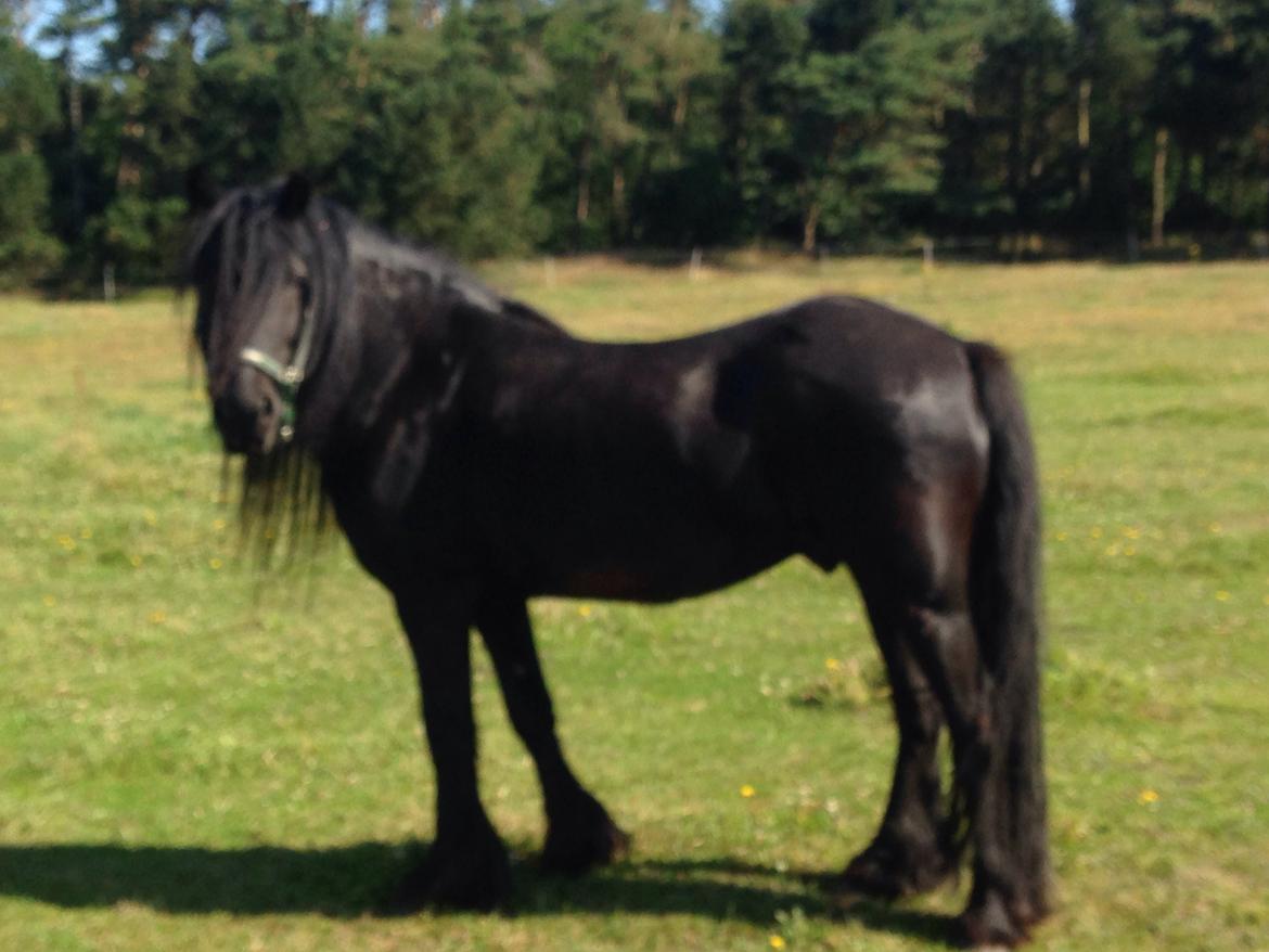 Fell pony Lunesdale Battlecry billede 2