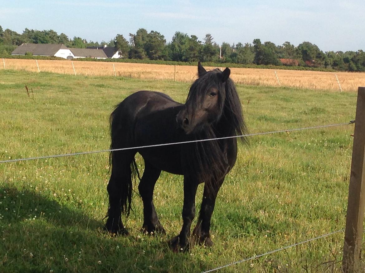 Fell pony Lunesdale Battlecry billede 4