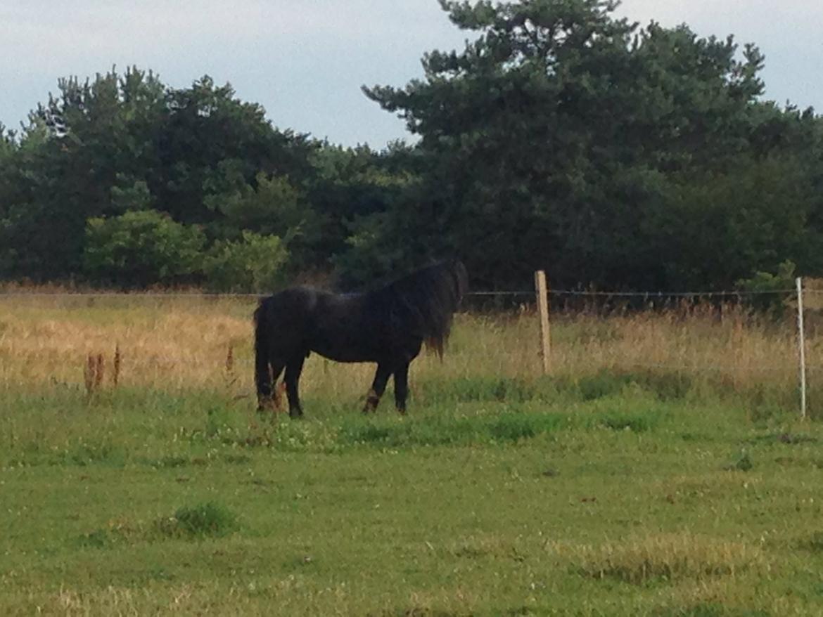 Fell pony Lunesdale Battlecry billede 3