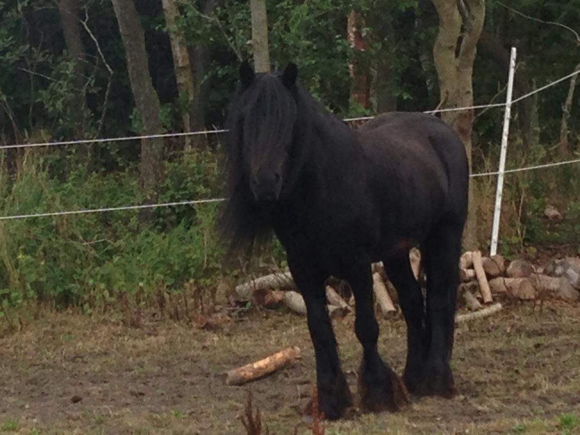 Fell pony Lunesdale Battlecry billede 5