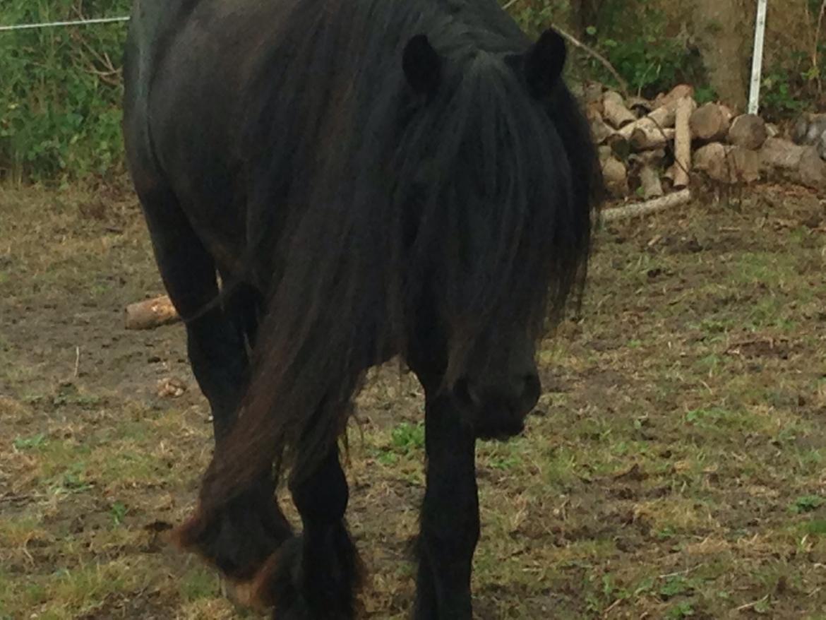 Fell pony Lunesdale Battlecry billede 6