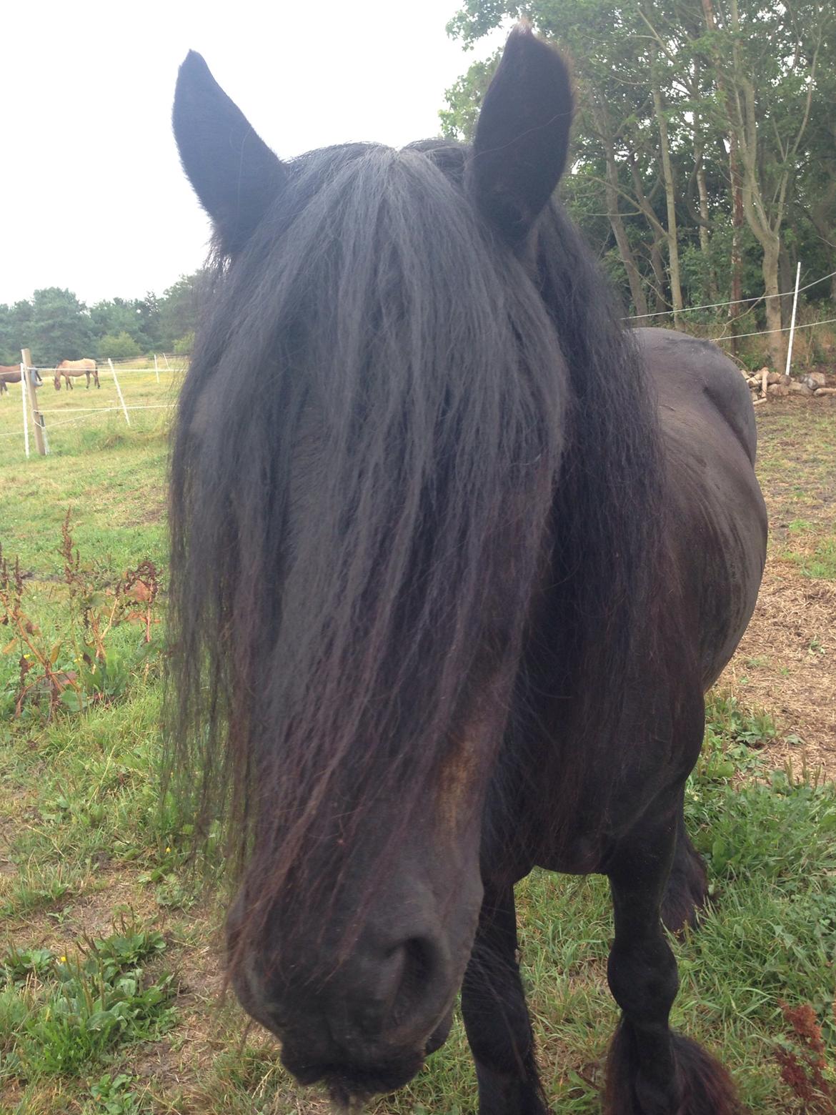 Fell pony Lunesdale Battlecry billede 1