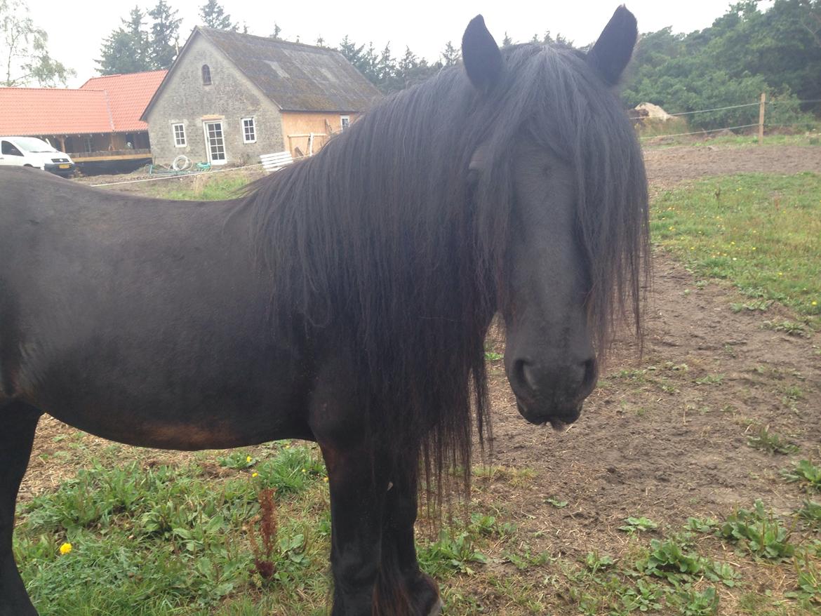 Fell pony Lunesdale Battlecry billede 7