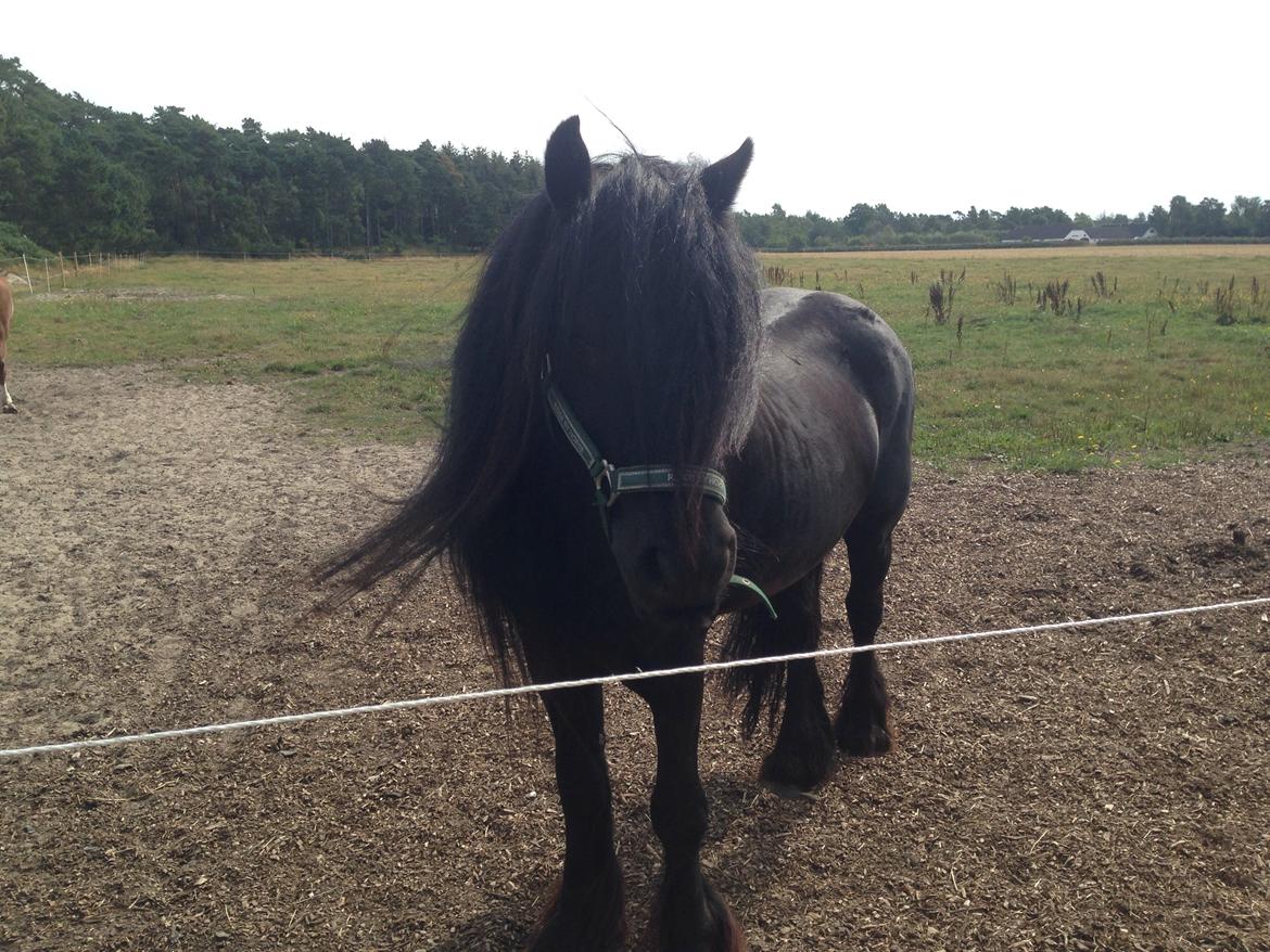 Fell pony Lunesdale Battlecry billede 8