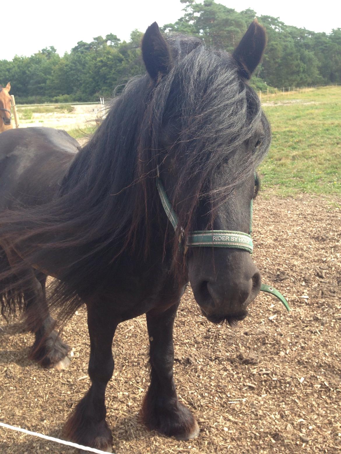 Fell pony Lunesdale Battlecry billede 9