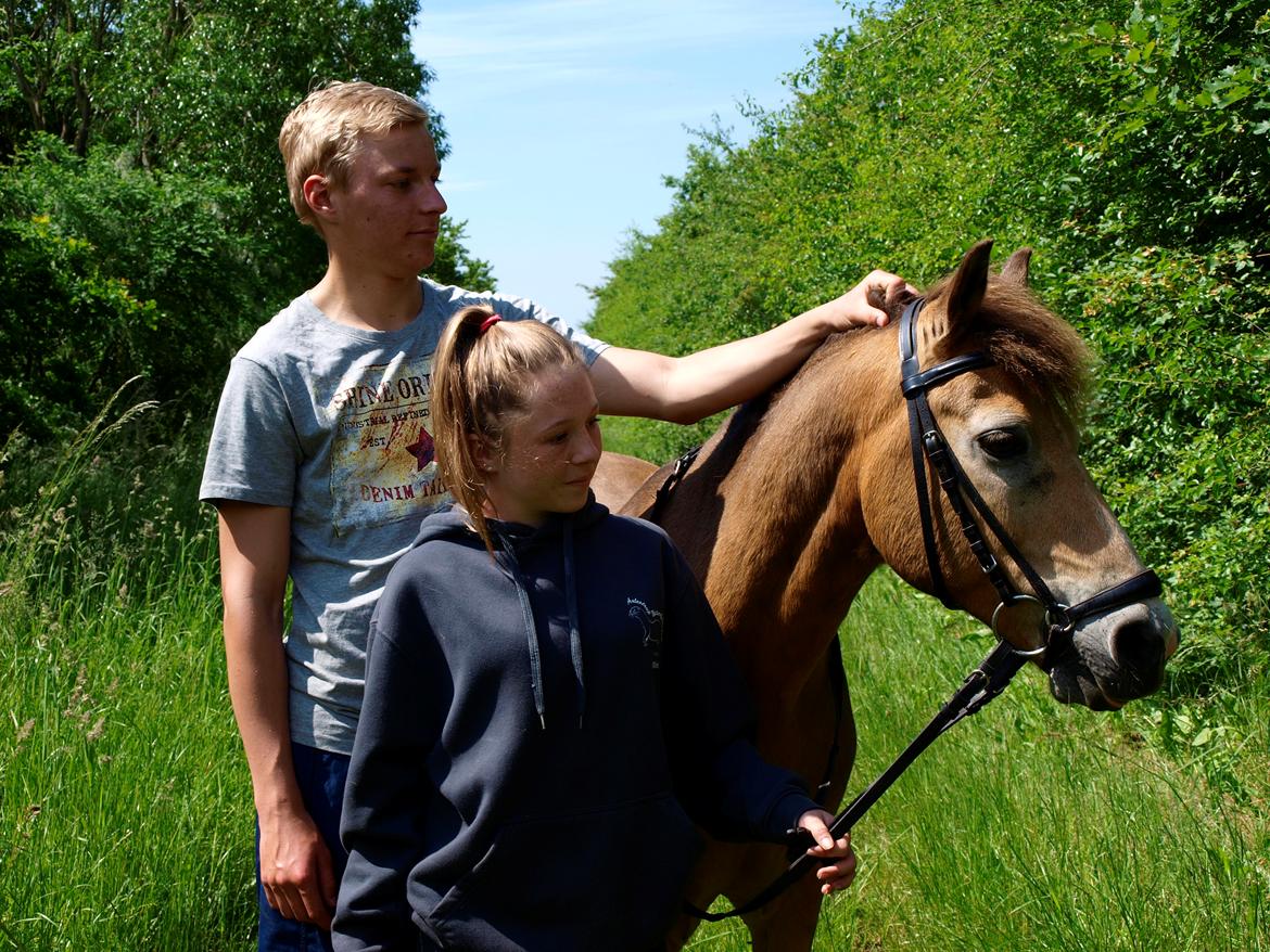 Irsk Sportspony Irish Don - Sidste dag  billede 1