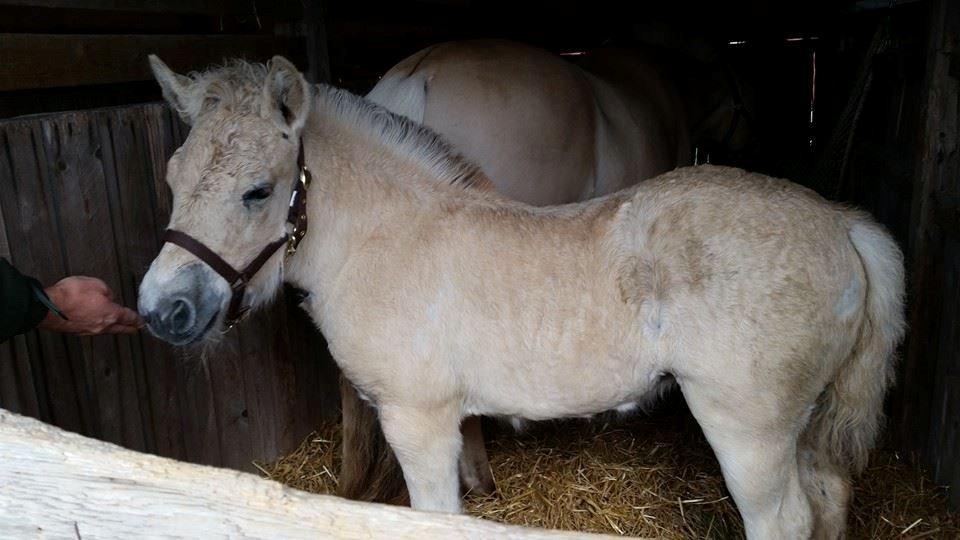 Fjordhest Stald Bæks Ameera billede 5