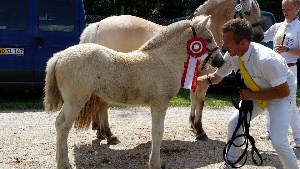 Fjordhest Stald Bæks Ameera billede 6