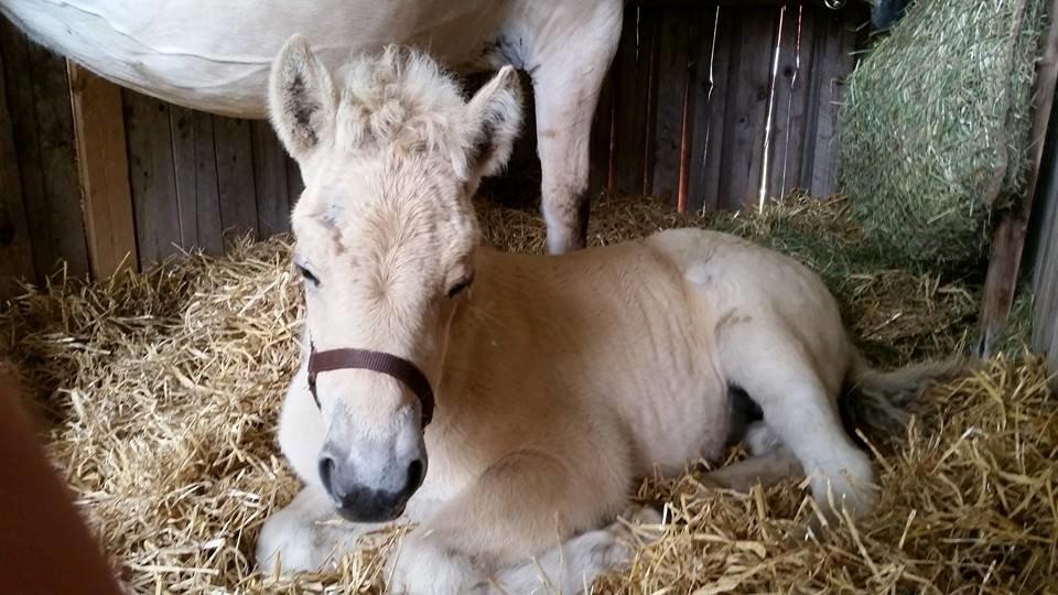 Fjordhest Stald Bæks Ameera billede 7
