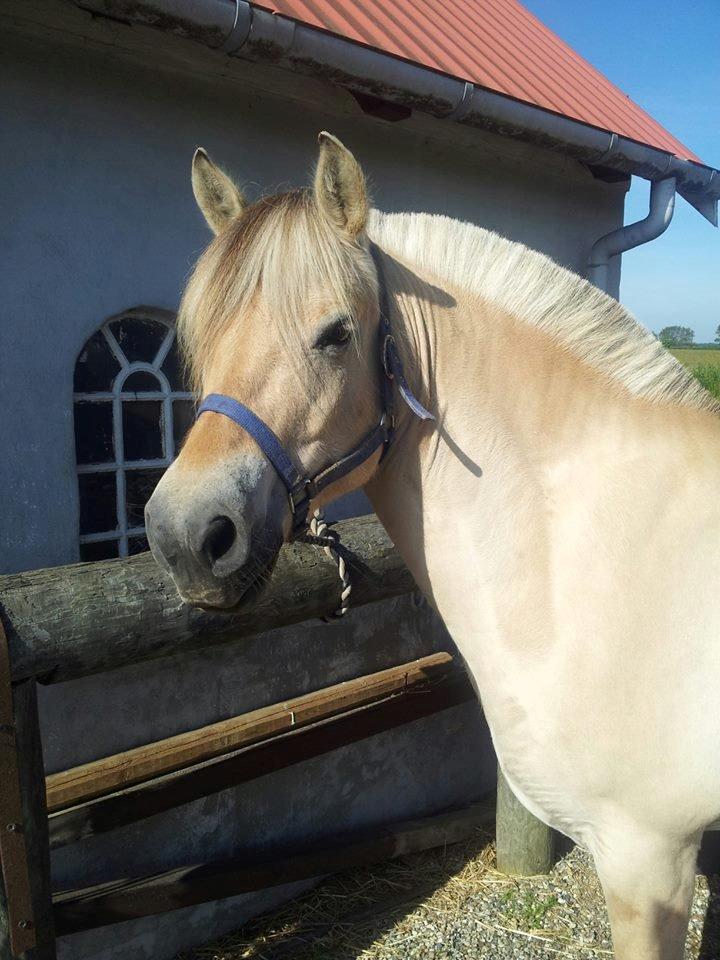 Fjordhest Lærke Rud billede 1