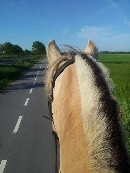 Fjordhest Lærke Rud billede 3
