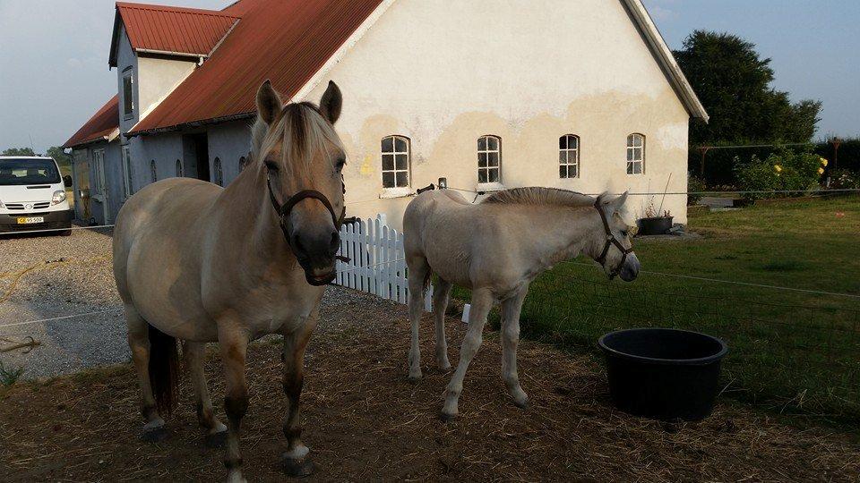 Fjordhest Lærke Rud billede 6