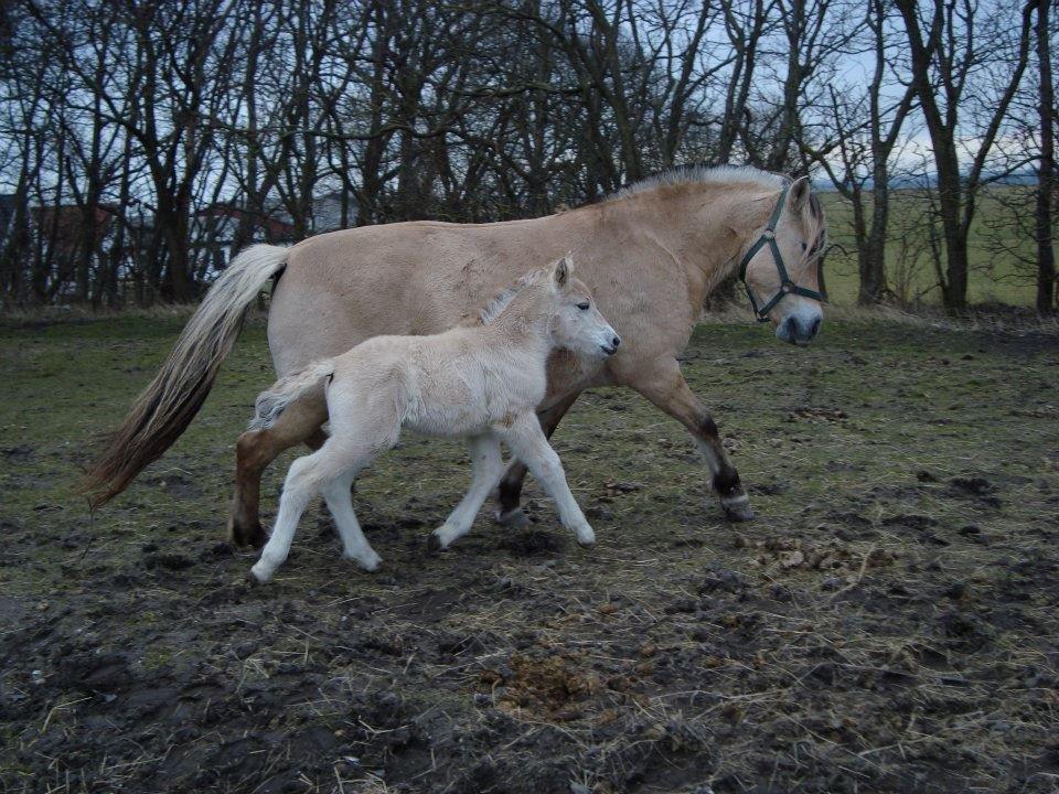 Fjordhest Salina Møldrup billede 6