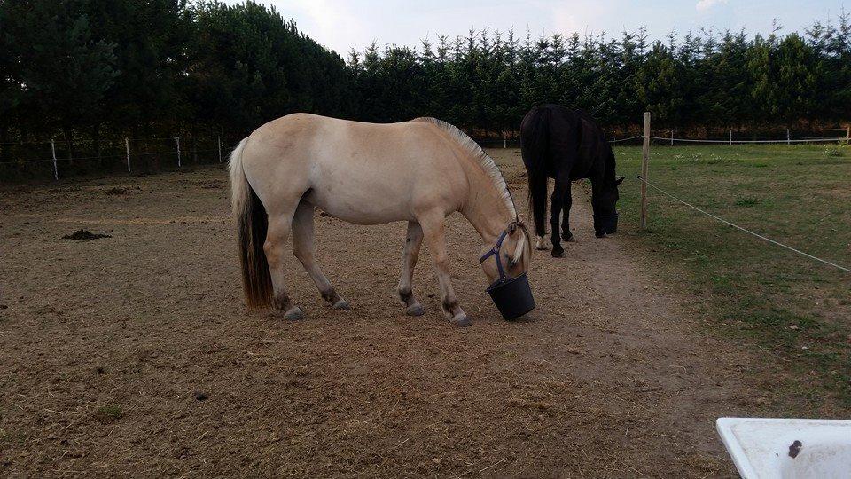Fjordhest Salina Møldrup billede 8