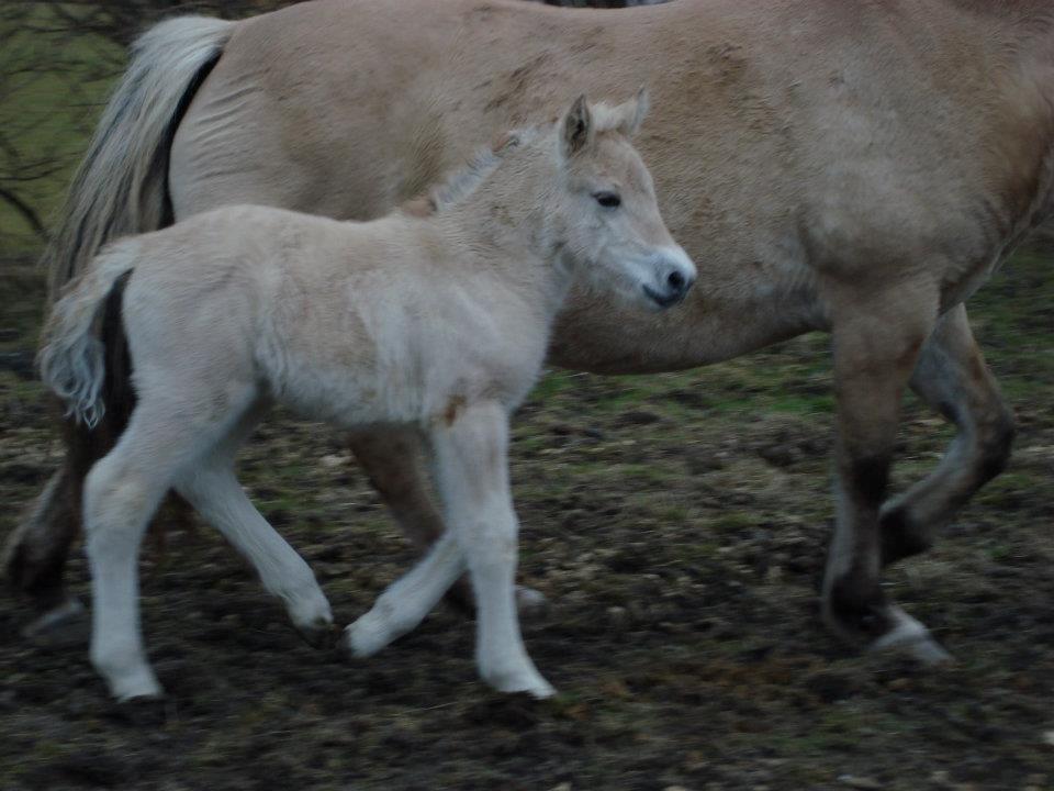 Fjordhest Salina Møldrup billede 5