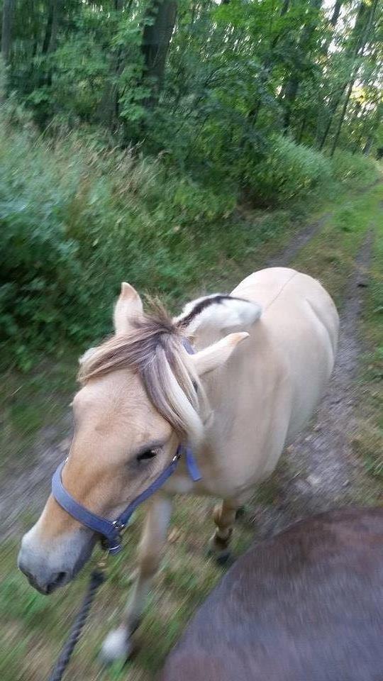 Fjordhest Salina Møldrup billede 7