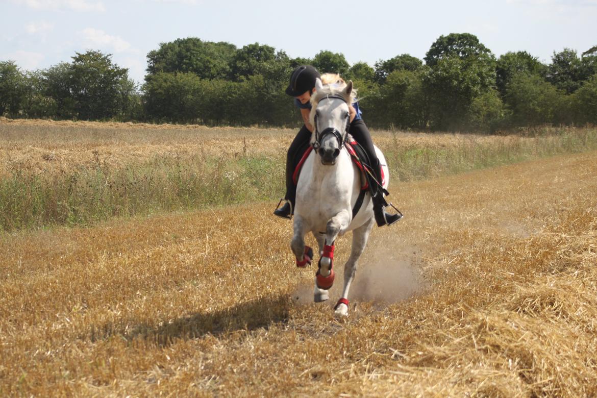Connemara Drummond Laura - Grine Flip XD billede 15