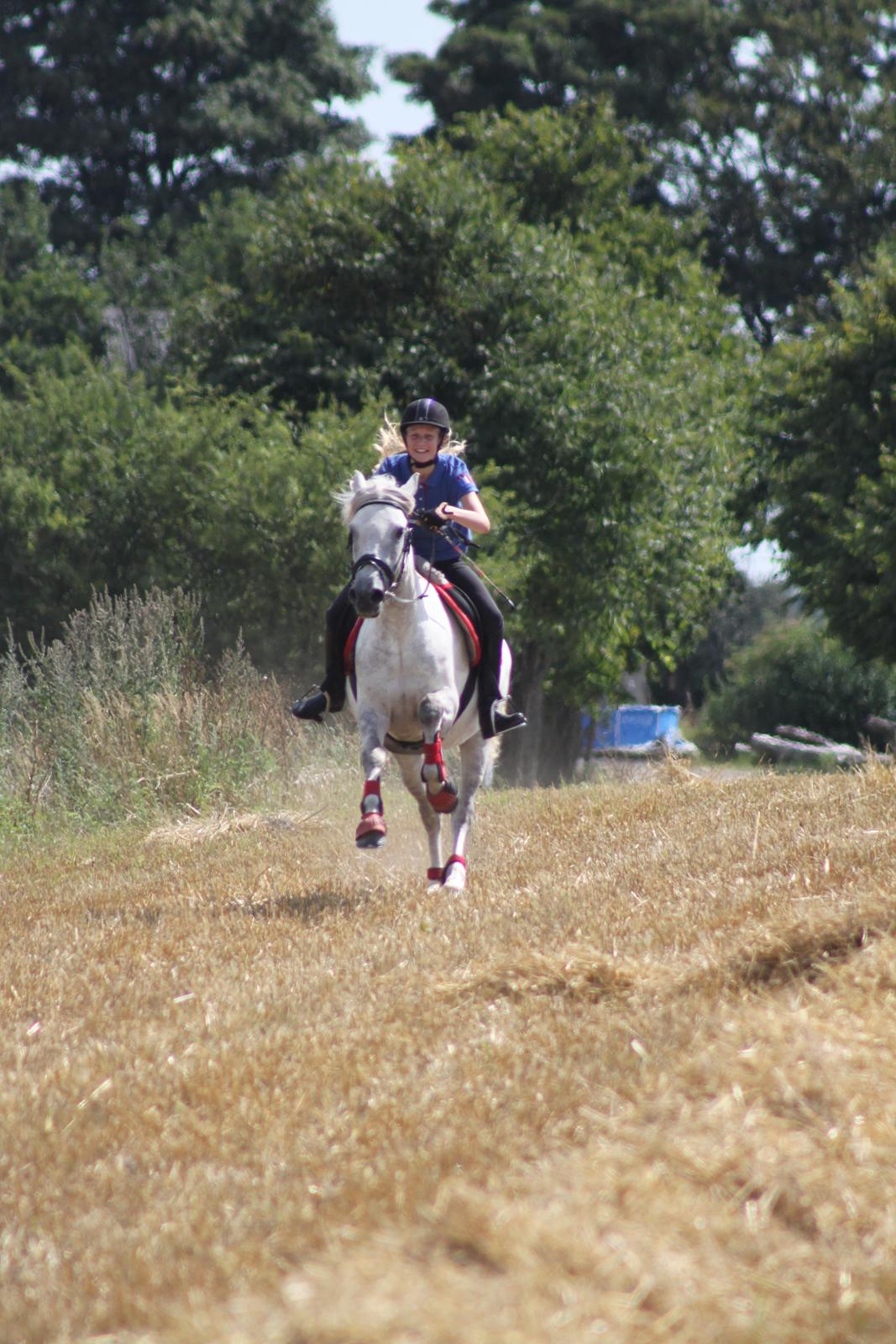 Connemara Drummond Laura - Den gallop der<3 billede 12