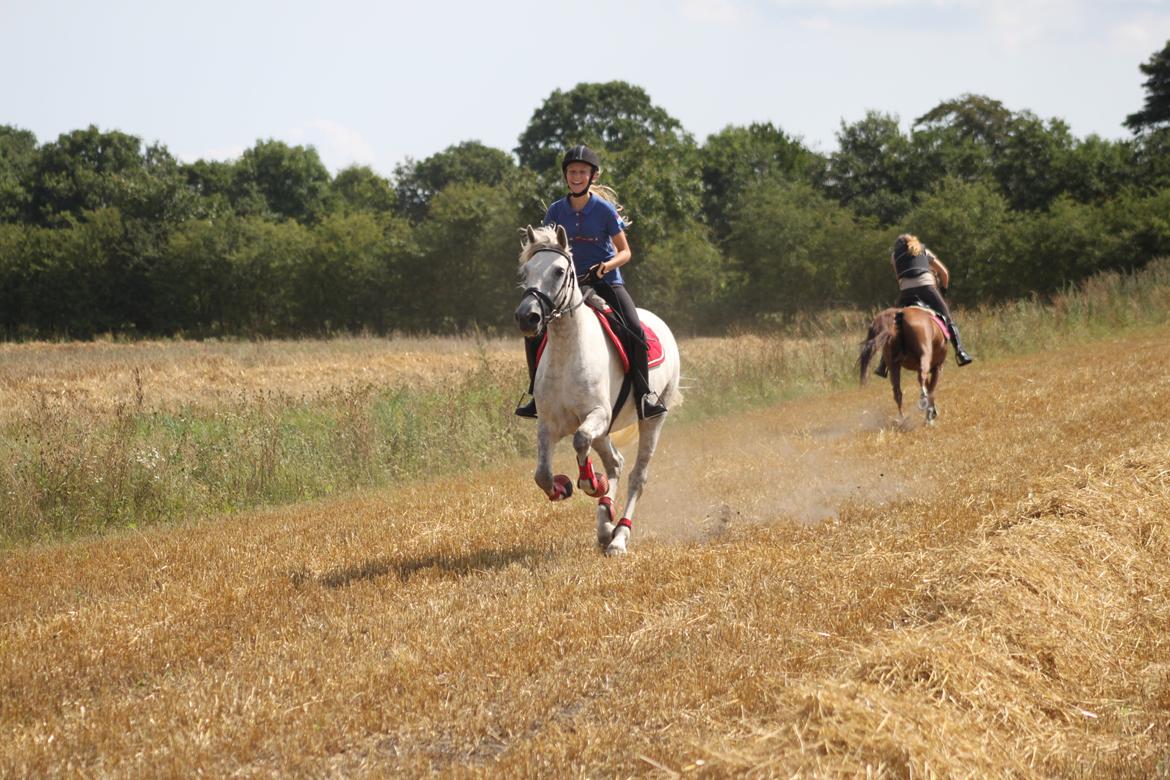 Connemara Drummond Laura - Me like<3 billede 9