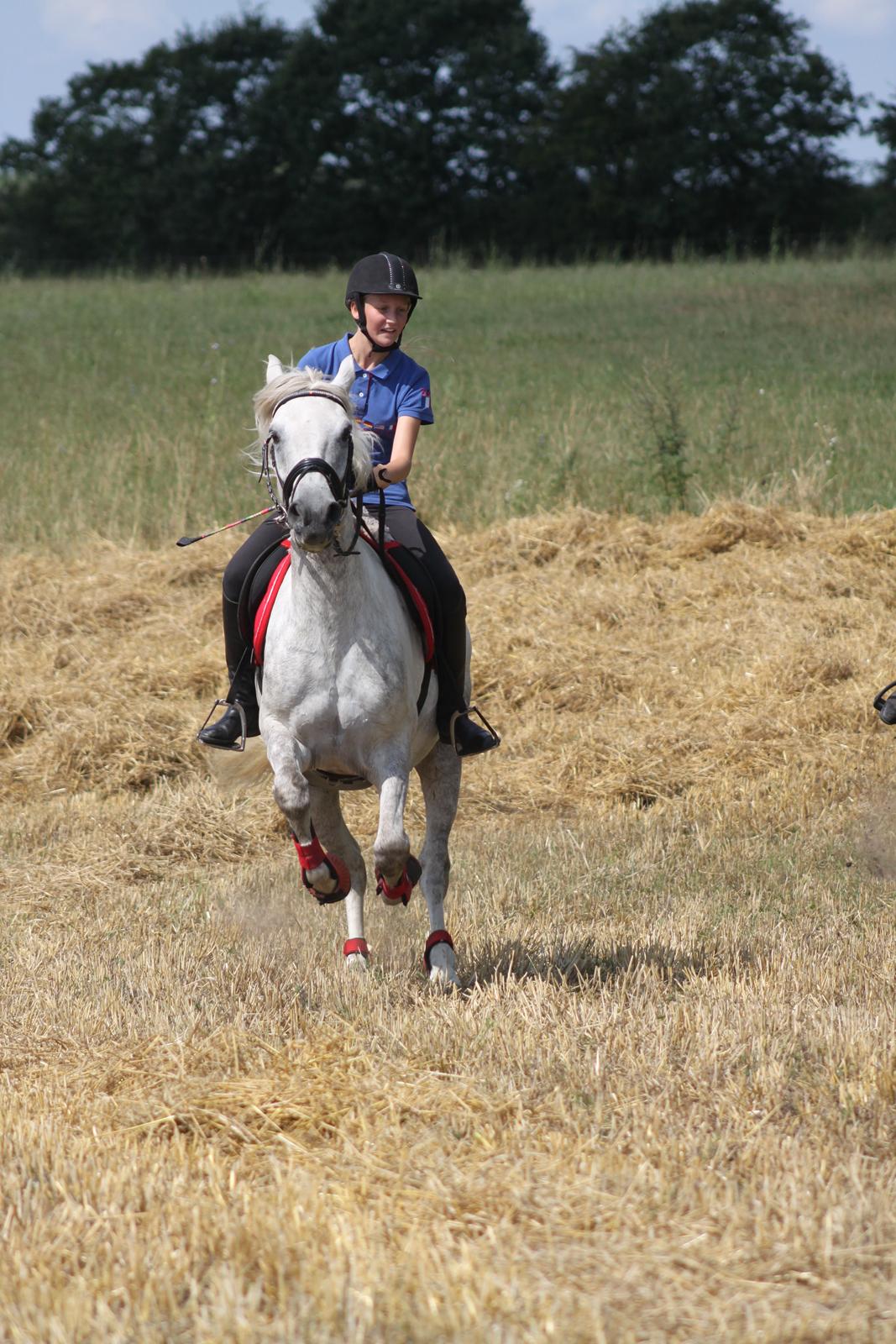 Connemara Drummond Laura - Fra skridt til gallop<3 billede 4