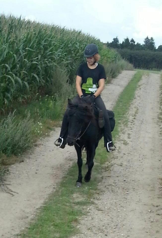 Islænder Blökk fra Højen - 6. august 2014: På vej hjem fra badetur i Hald sø (red ca. 20 km den dag) billede 2