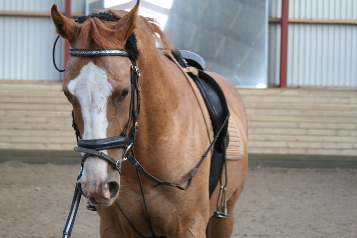 Dansk Varmblod Balthazar *Tidligere hest* billede 17