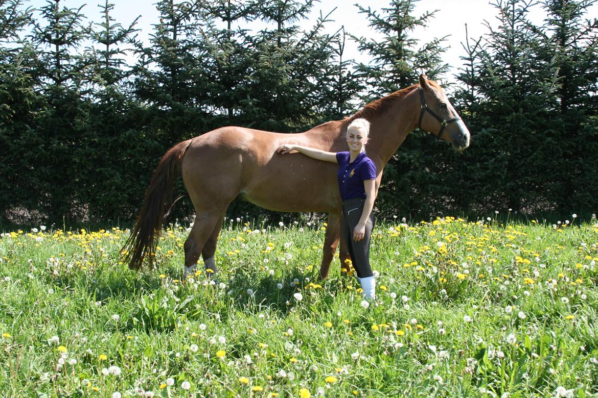 Dansk Varmblod Balthazar *Tidligere hest* billede 11