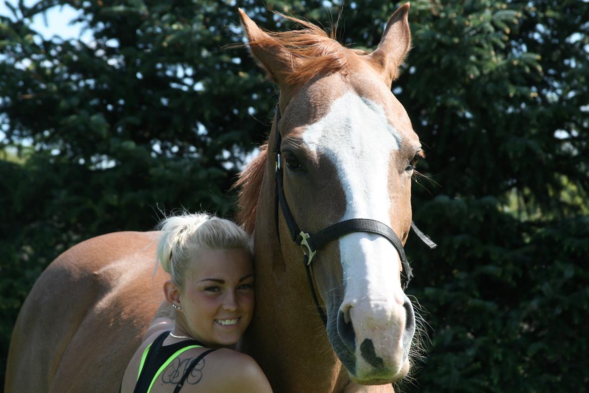 Dansk Varmblod Balthazar *Tidligere hest* billede 6